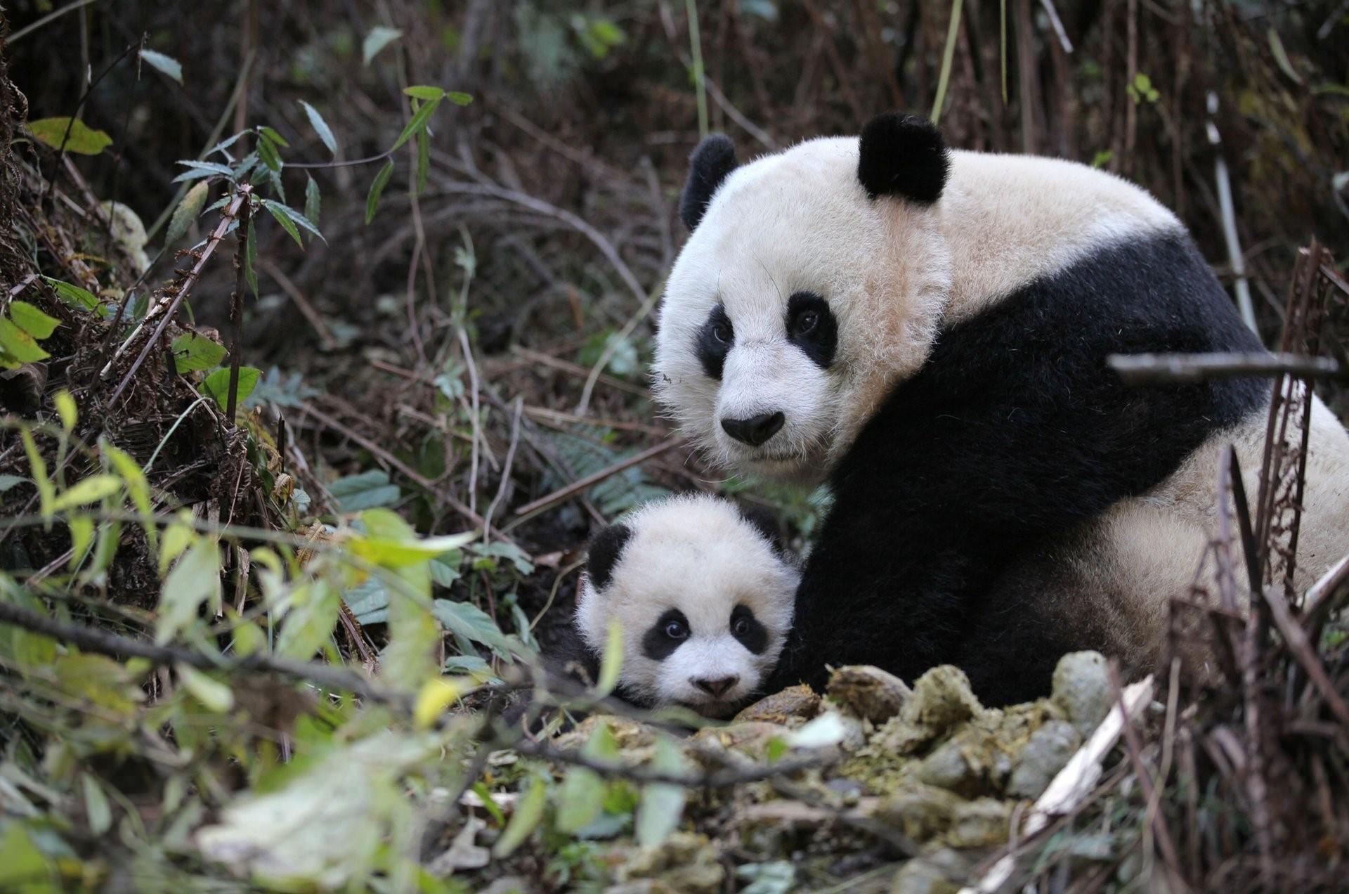 Родина панд. Очковая Панда. Панда хищник. Панда пиндов. Большая Панда окрас.