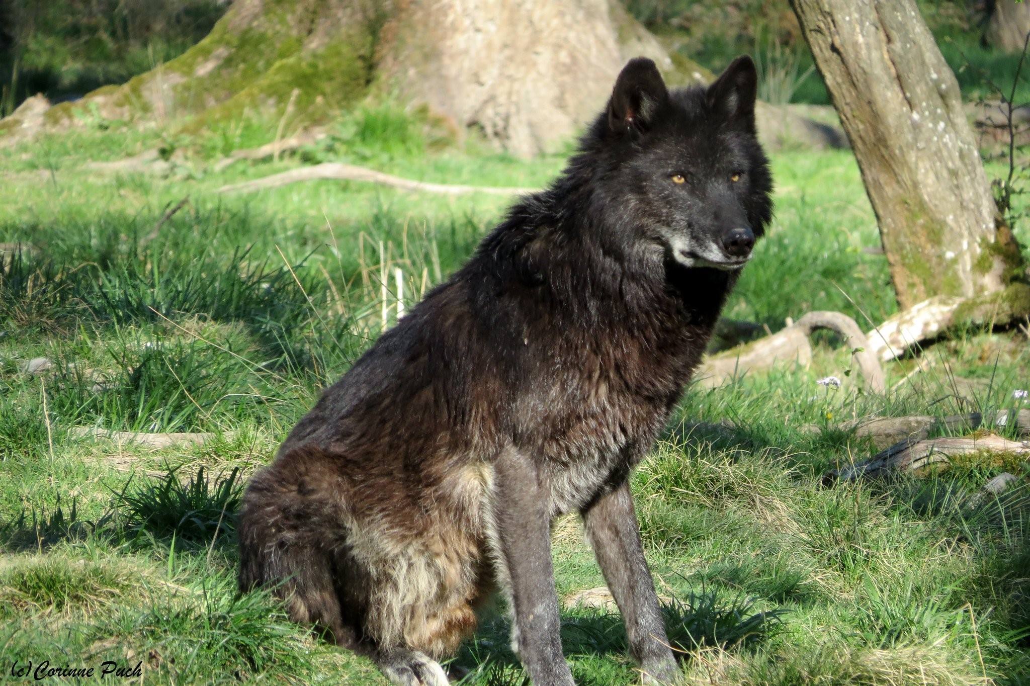 Макензийский Равнинный Волк
