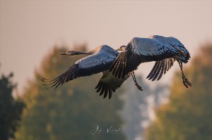 Полет птицы