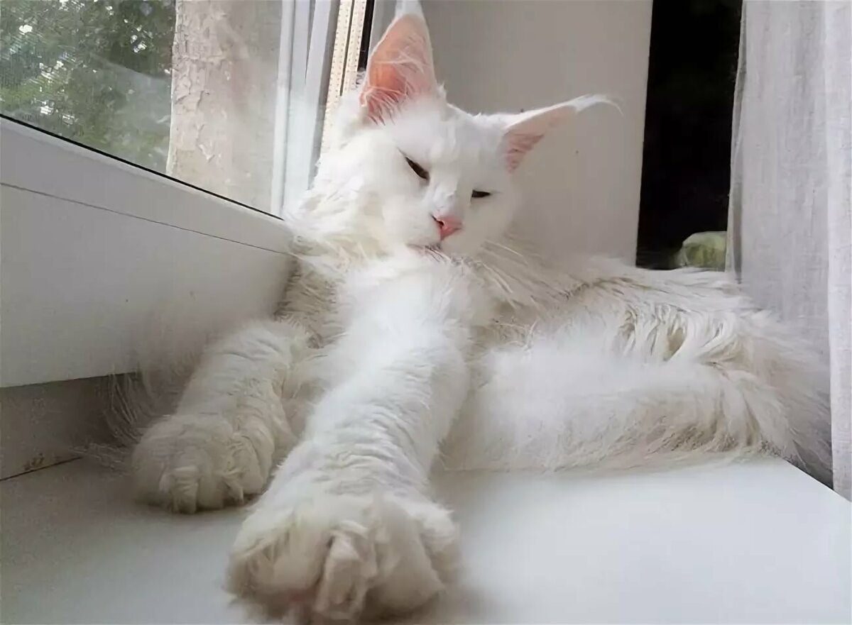 Белый кот мэйкун фото