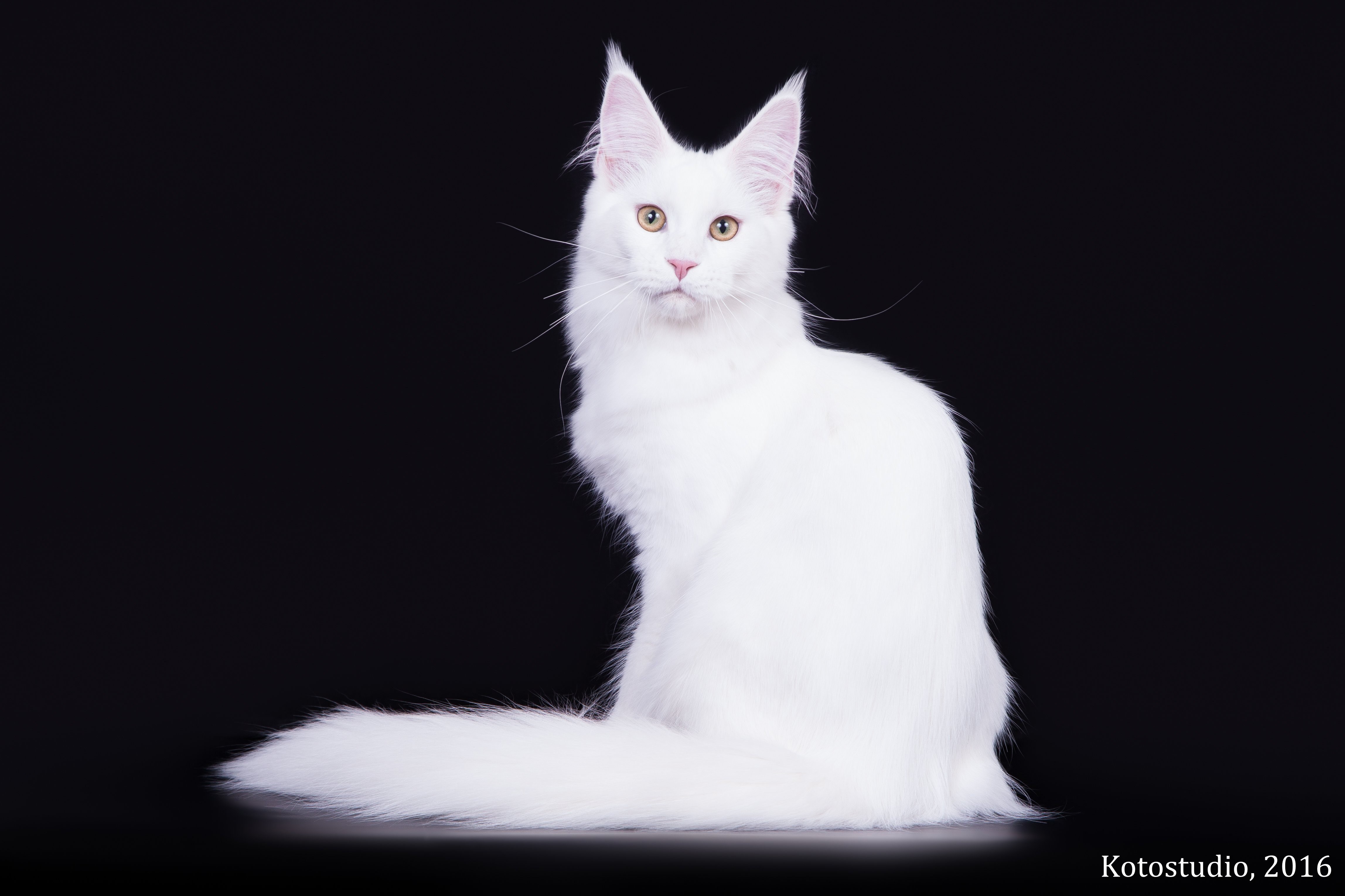 Белый мейкун. Мейн кун белый. Мейн кун белый кот. Белая кошка Мейн кун. Белый котенок Мейн куна.