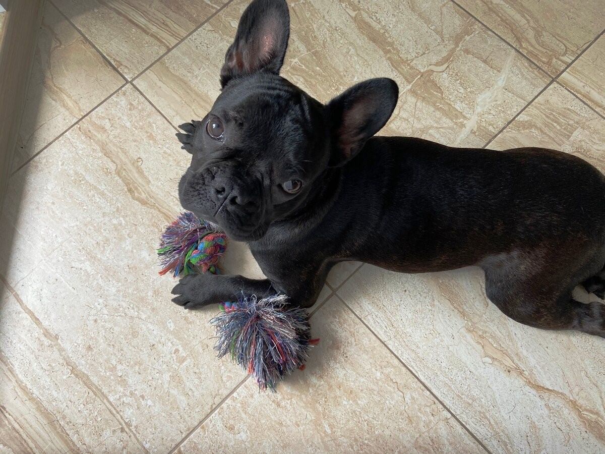 Фото щенка французского бульдога в 4 месяца