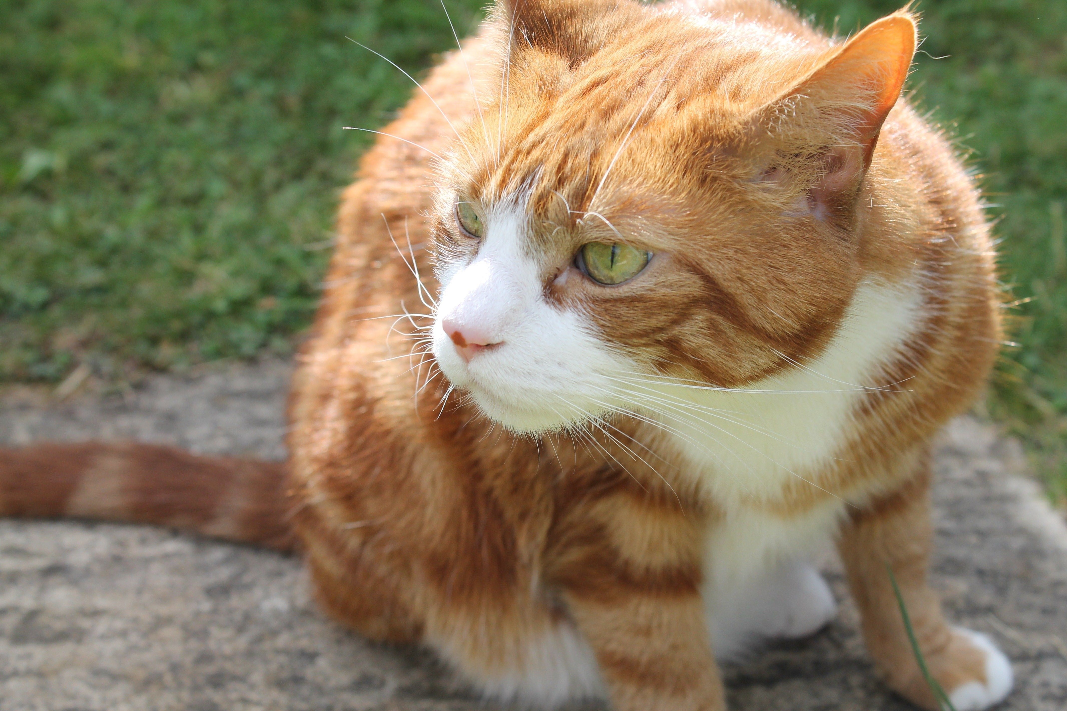 Рыжая полосатая кошка. Макрелевый табби рыжий. Европейский короткошерстный кот рыжий. Рыжий кот Крысолов. Европейская короткошерстная кошка рыжая.