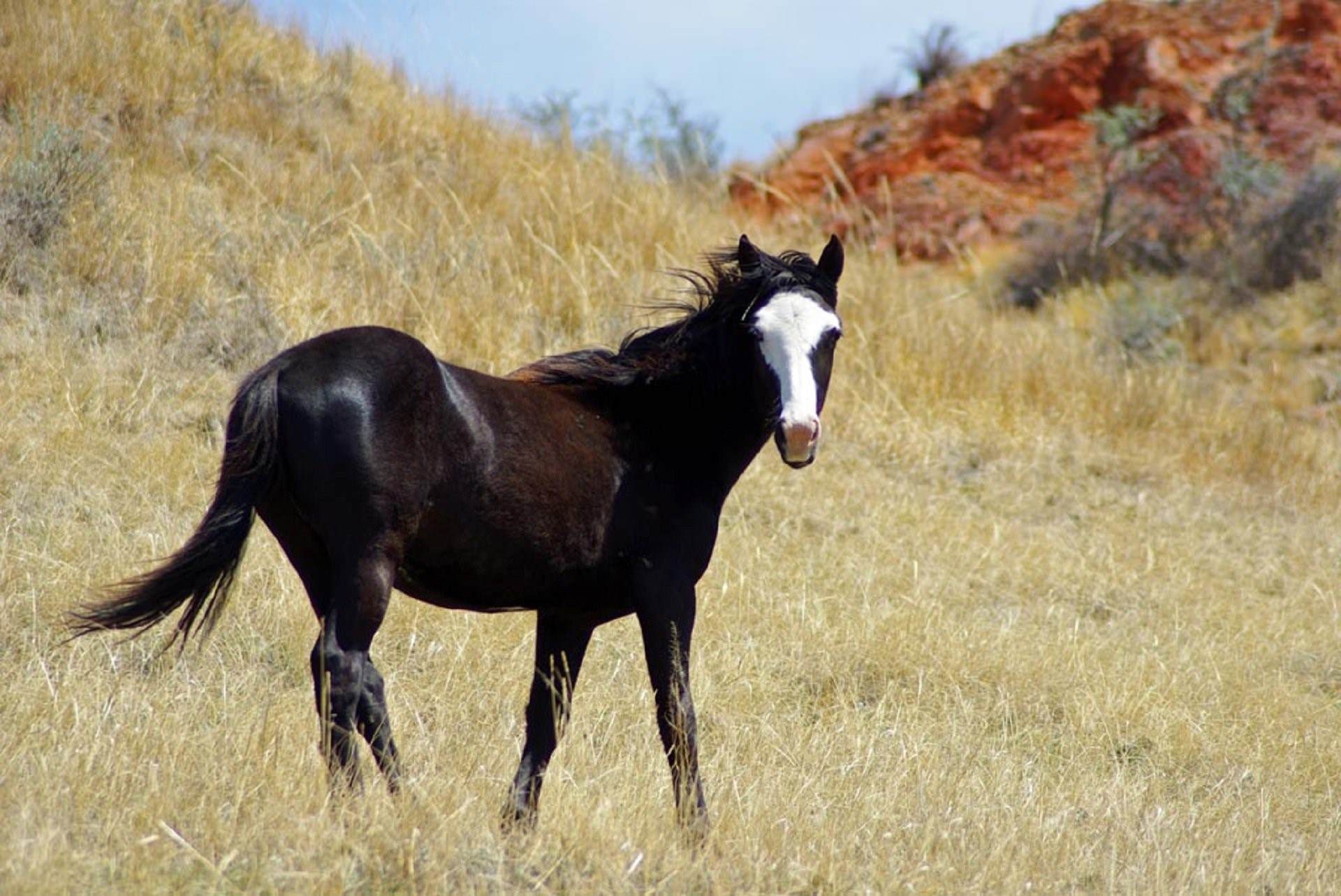 Мустанги дикие лошади. Лошадь породы Мустанг. Мустанг одичавшая лошадь. Мустанг дикий чёрный конь.