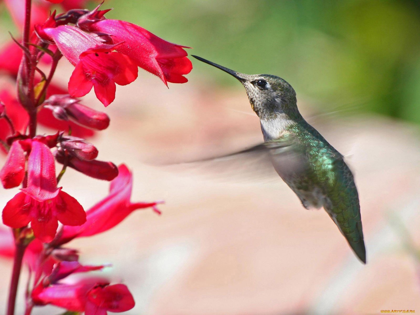 Колибри дыши колибри песня. Колибри опыляют растения. Колибри опыляет цветы. Опыление Колибри. Рубиновый Колибри.