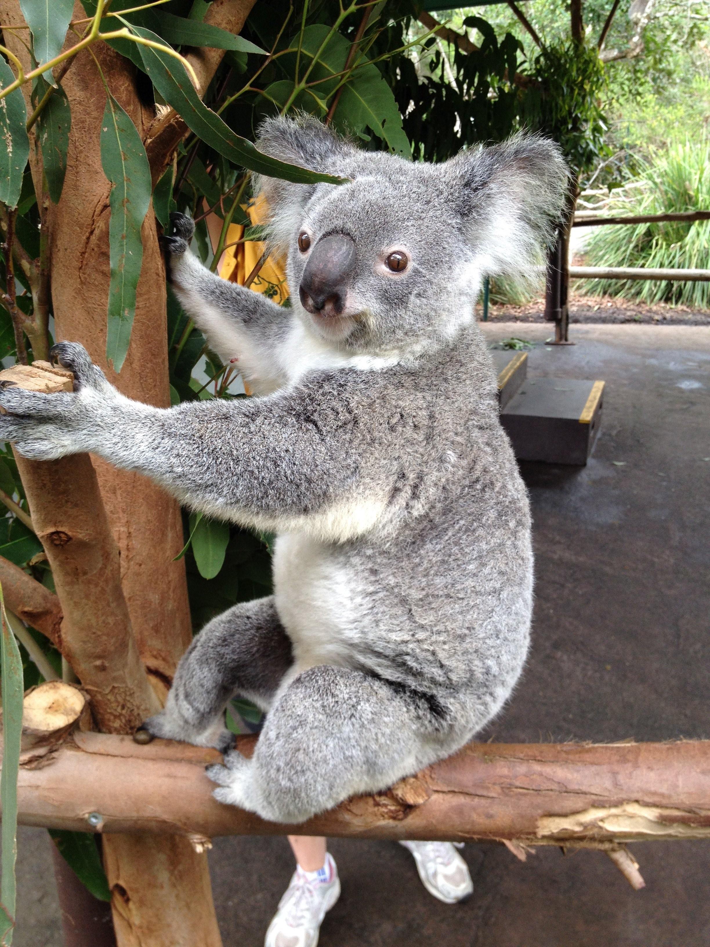 Коала стоя. Самка коалы. Коала самец. Тело коалы.