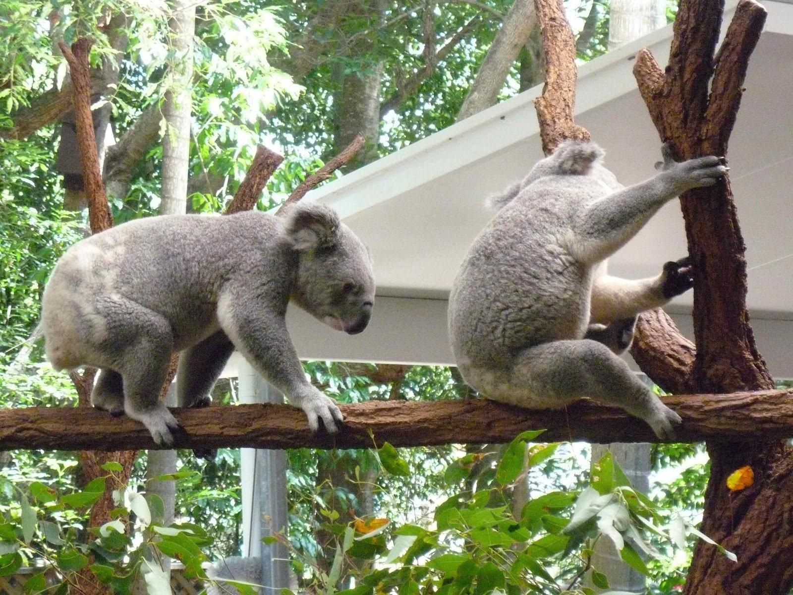 Хвост коалы. Коала хвост. У коалы есть хвост.