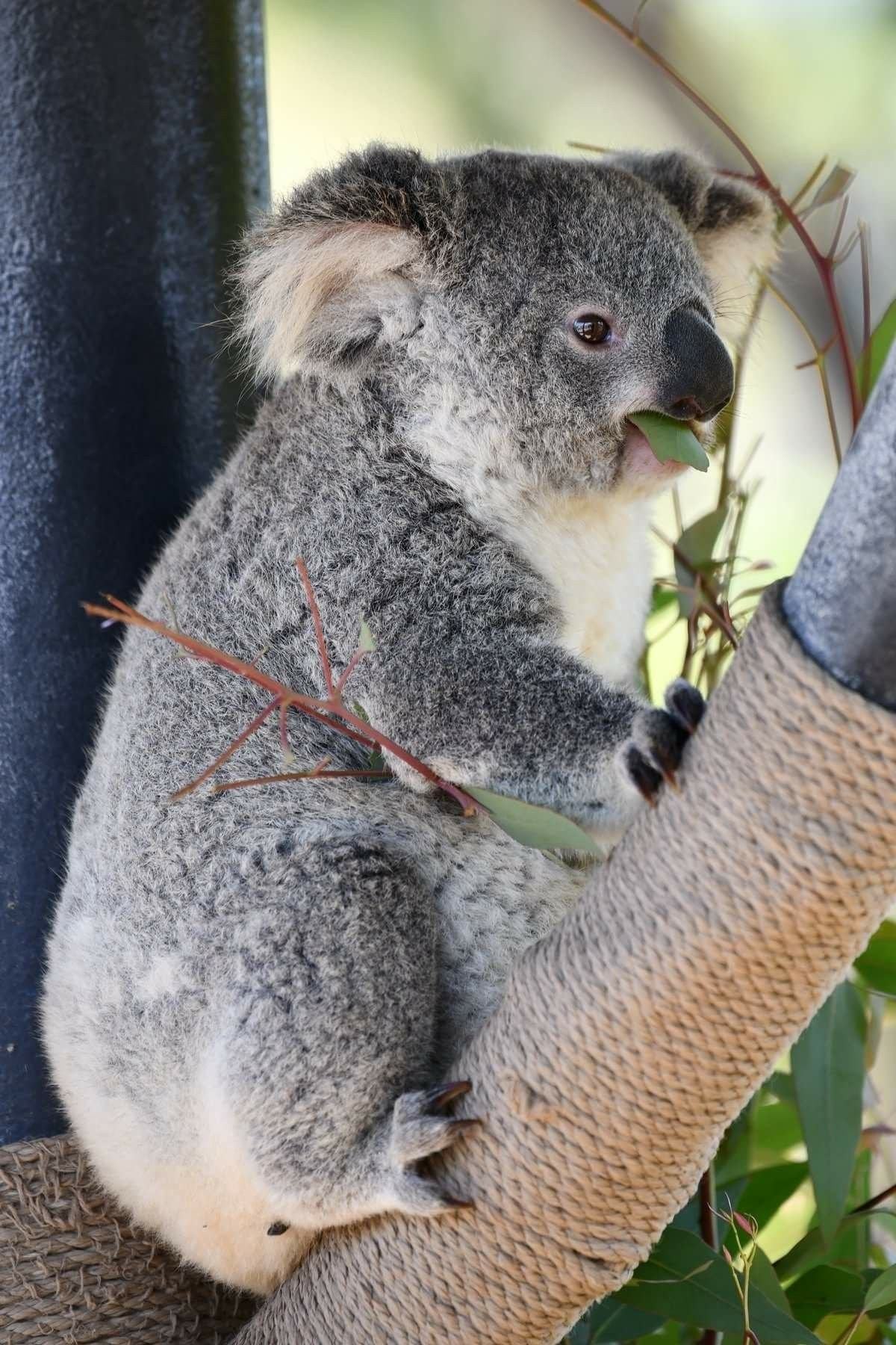 Хвост коалы. Коала. У коалы есть хвост. Коала хвостик. Зверек похожий на коалу.