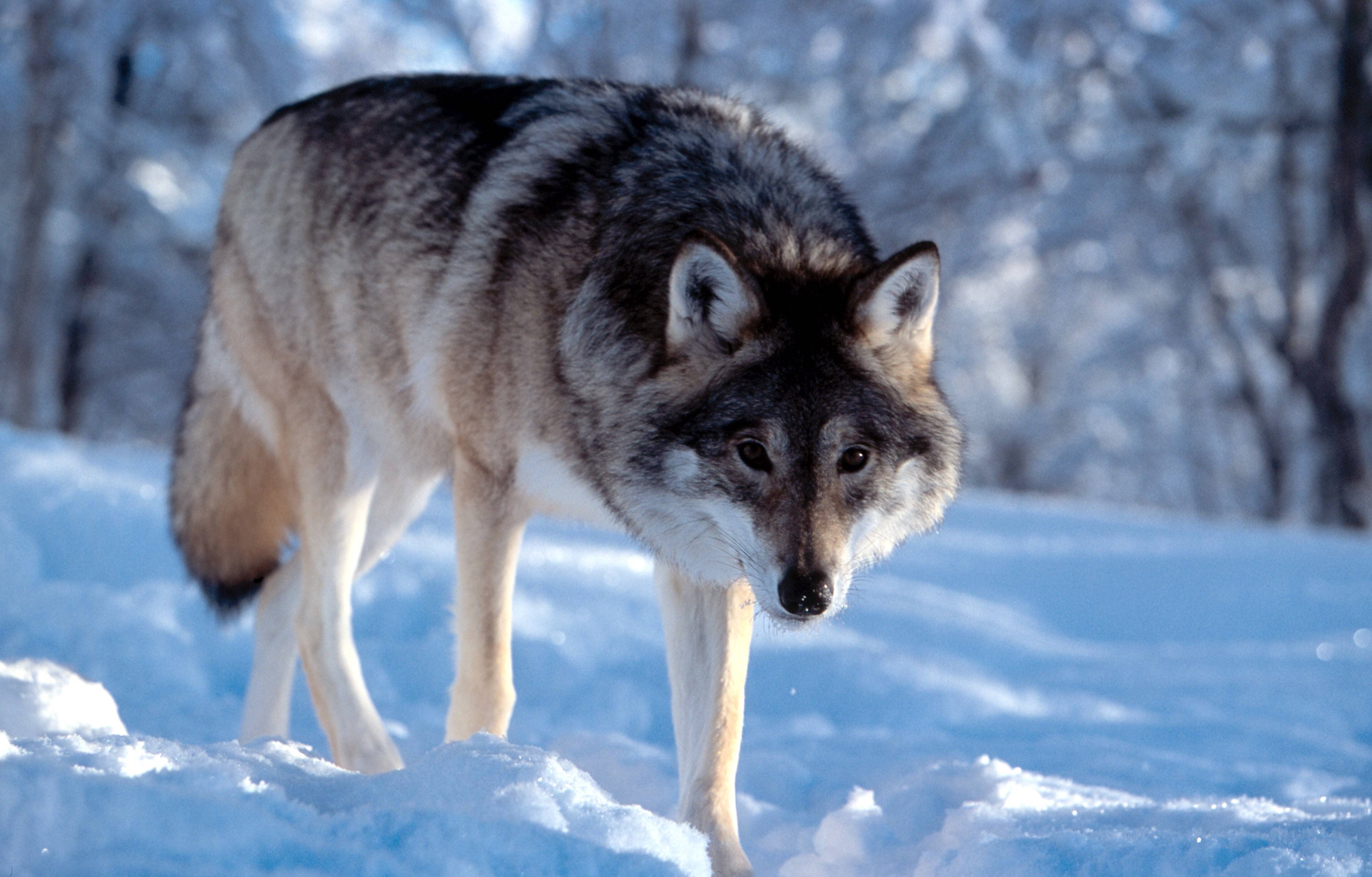 Волк в домашних условиях. Волк серый. Домашний волк. Волк серый обыкновенный. Норвежский волк.