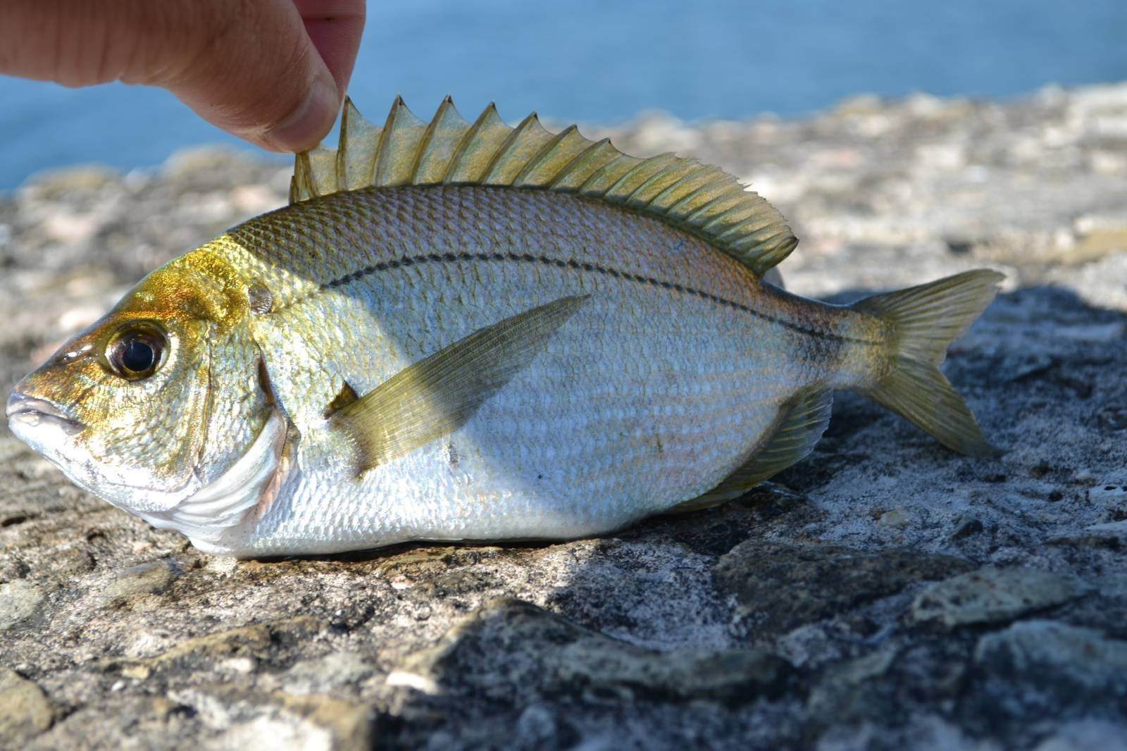 Рыбы черного моря фото рыб с описаниями фото