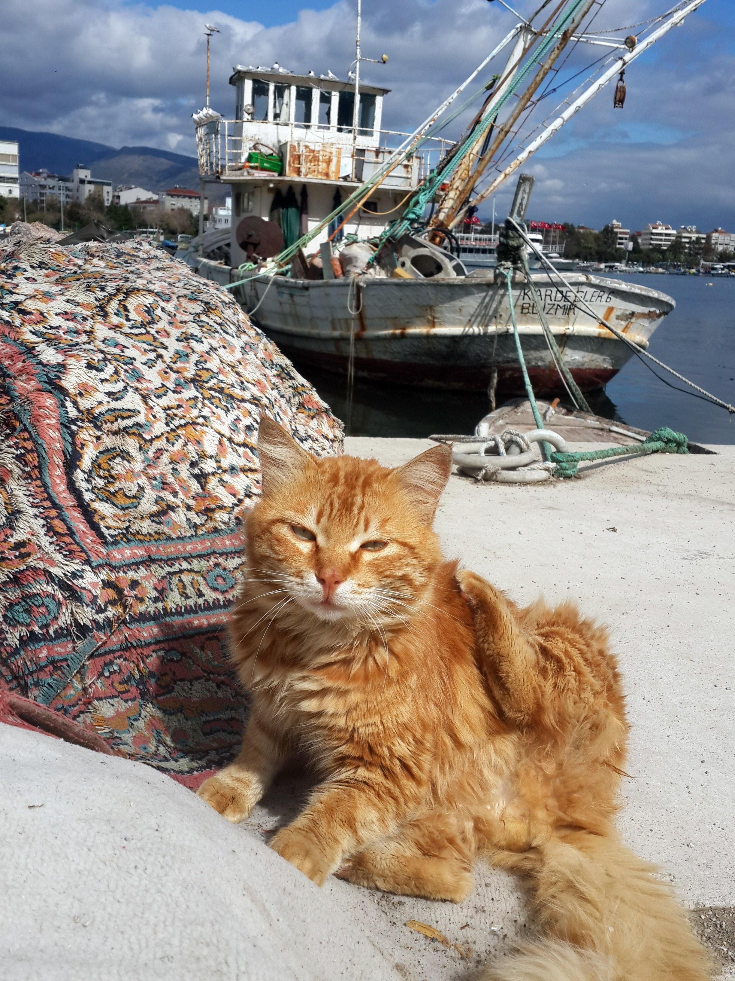 Коты в Турции