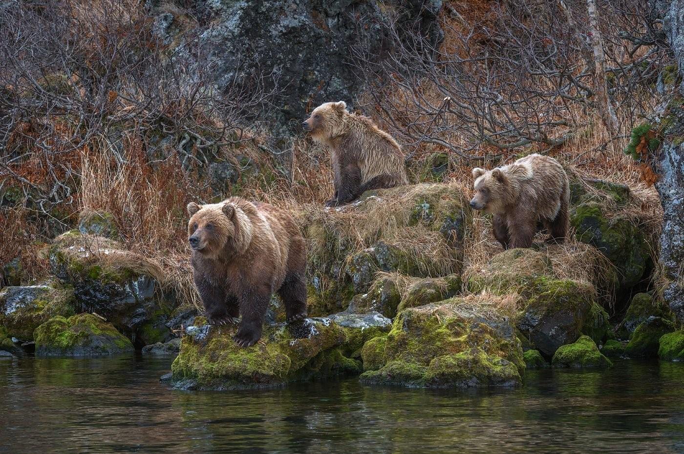 Фотографии 3 медведей. Медведь в лесу. Пейзаж с медведями. Медведь на водопаде. Медведица с медвежатами.