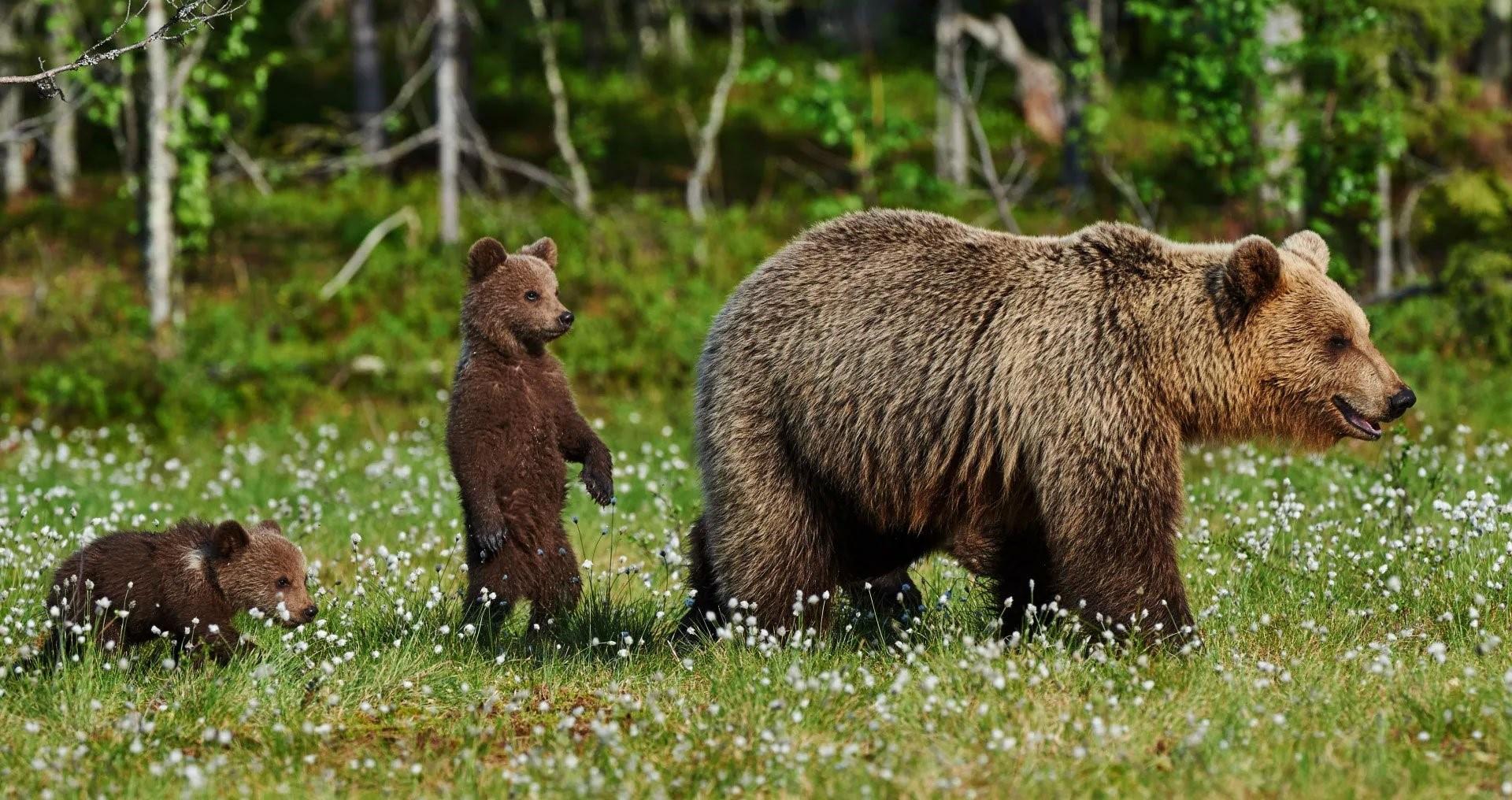 Животные тайги бурый медведь
