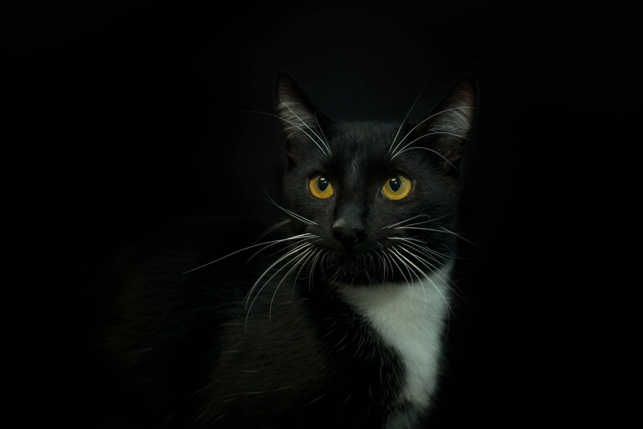 Черная кошка 11. Черная кошка. Красивый черный кот. Красивая черная кошка. Черный кот на темном фоне.