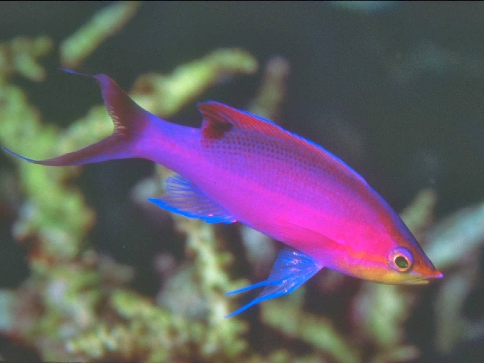 Розовые рыбки аквариумные. Пурпурный флаговый окунь. Антиас трехцветный рыба. Антиас фиолетовый. Брабус рыбка аквариумная.