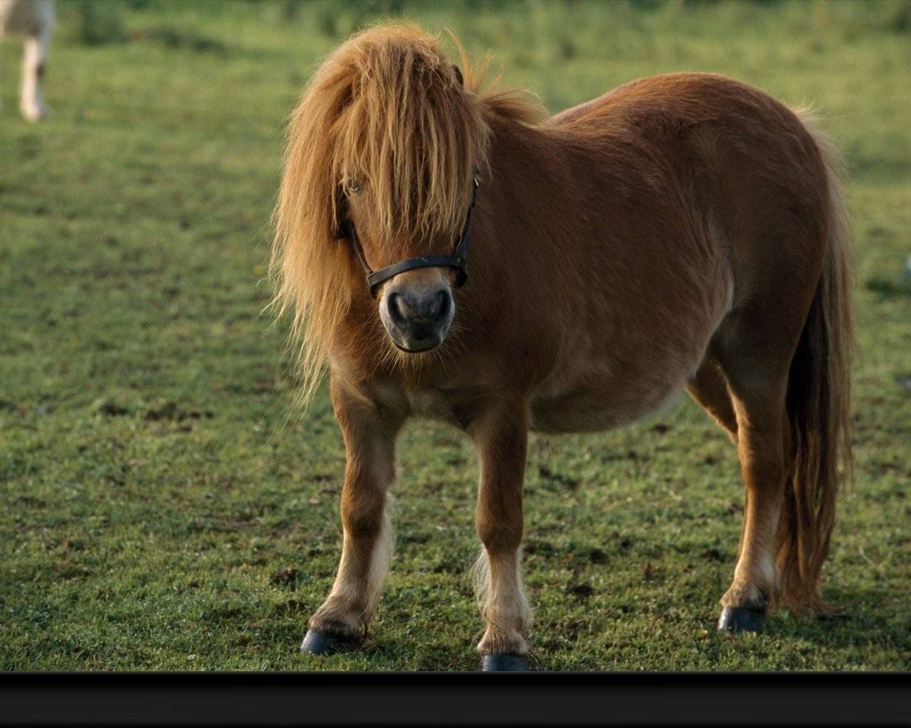 Маленькая лошадка пони. Лошади породы Фалабелла. Фалабелла пегая. Пони Фалабелла. Пони Фалабелла маленькая лошадь.