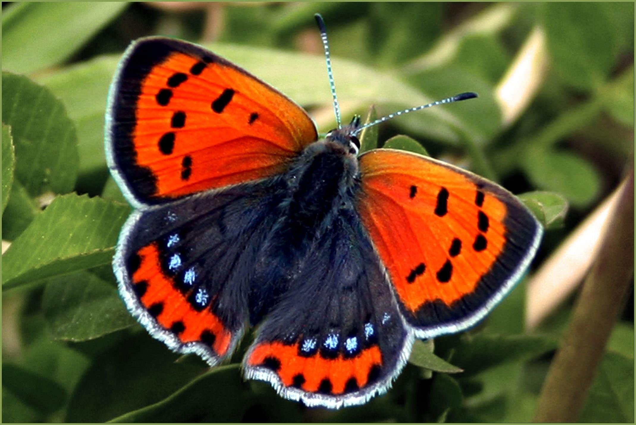 Название бабочек для детей. Cethosia hypsea. Бабочка. Красивые бабочки. Редкие бабочки.