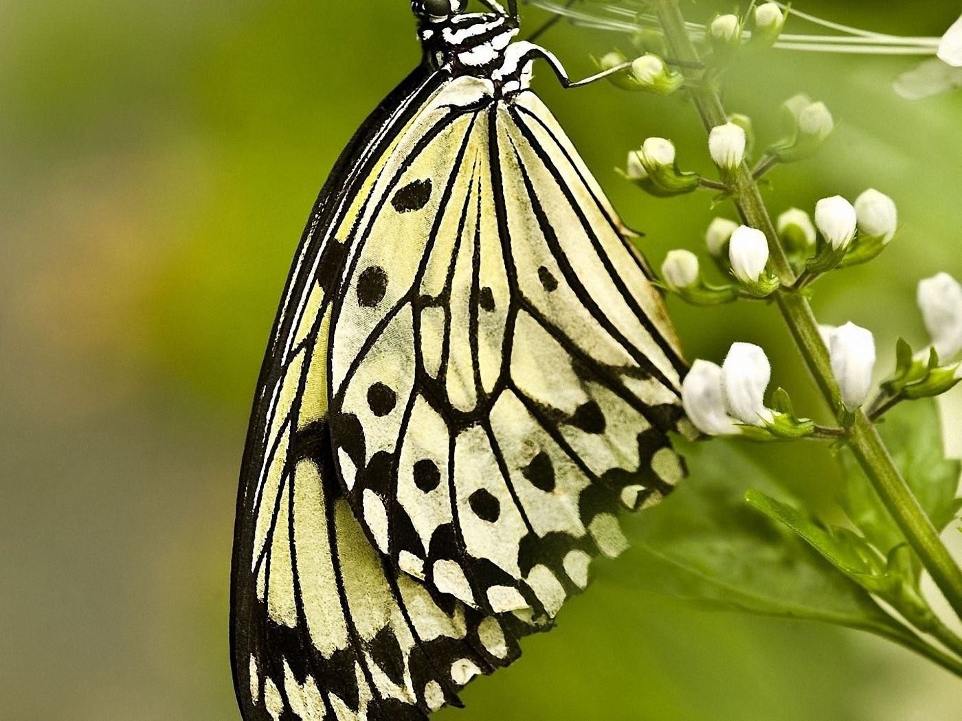 Цветок похож на крылья бабочки. Бабочки. Бабочки картинки красивые. Узоры на крыльях бабочки. Красивые узоры на крыльях бабочки.