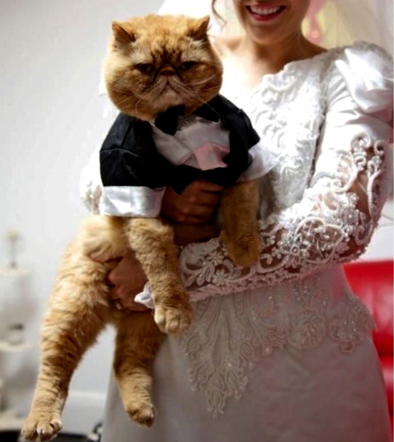 Кошки выходят замуж. Кошки в свадебных нарядах. Кошка в свадебном платье. Кошка невеста. Коты в свадебных костюмах.