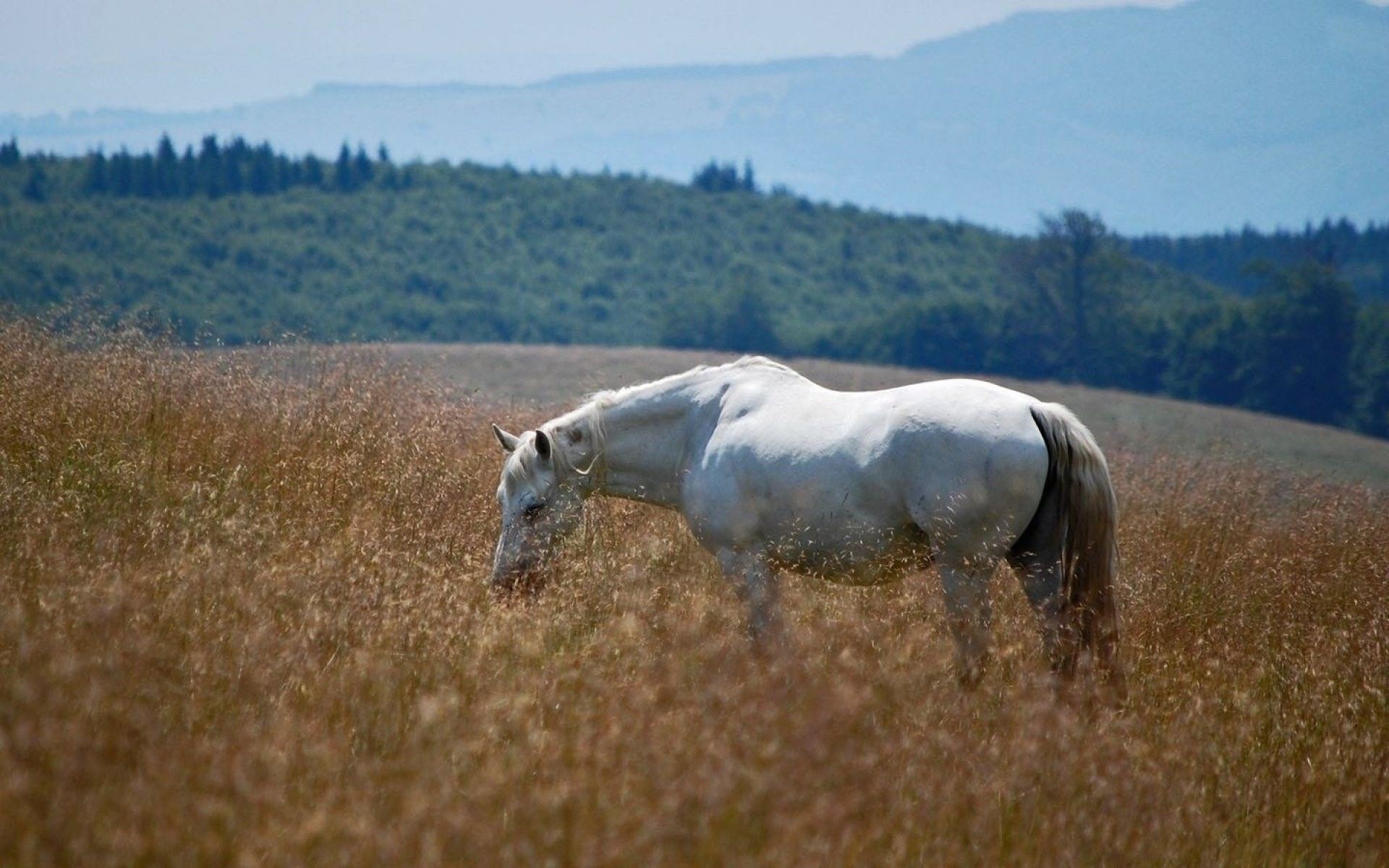 Фото коня в поле
