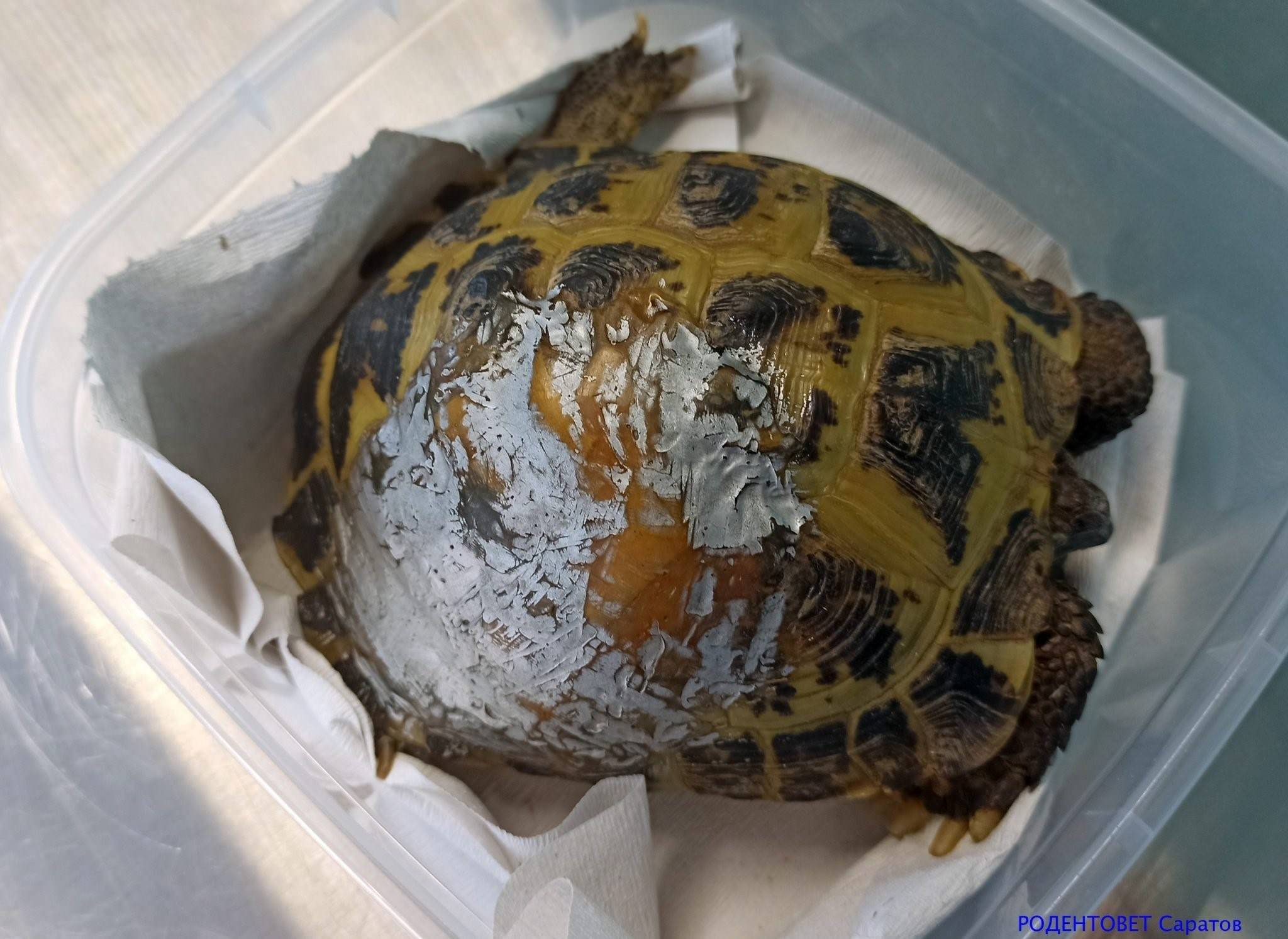 Черепаха без панциря красноухая фото