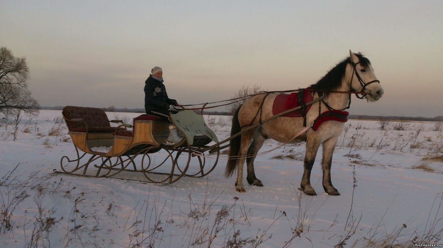 Лошадь запряженная в сани