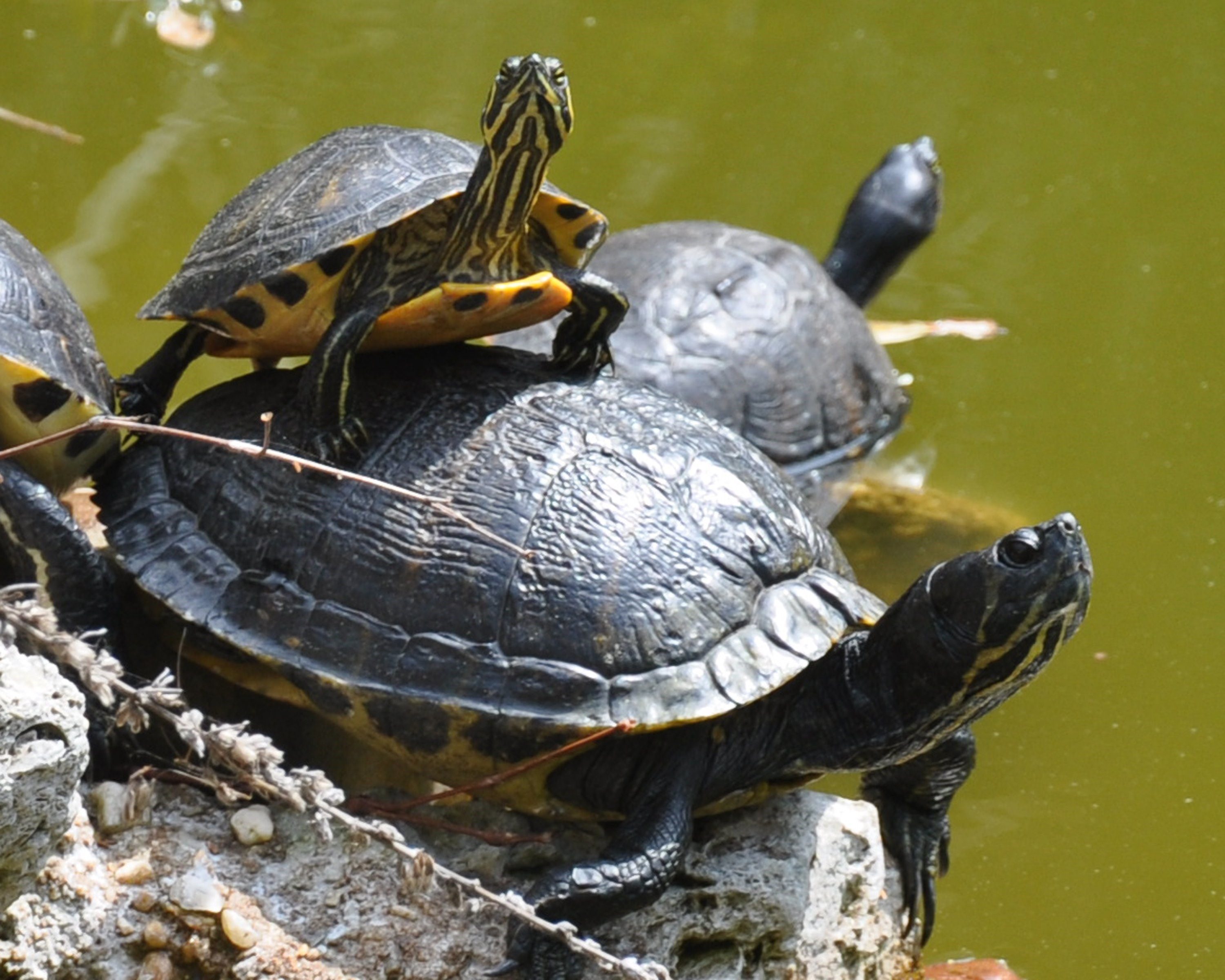 Черепахи в озерах. Красноухая Пресноводная черепаха. Красноухая Болотная черепаха. Американская красноухая черепаха. Красноухая черепаха американские Пресноводные черепахи.