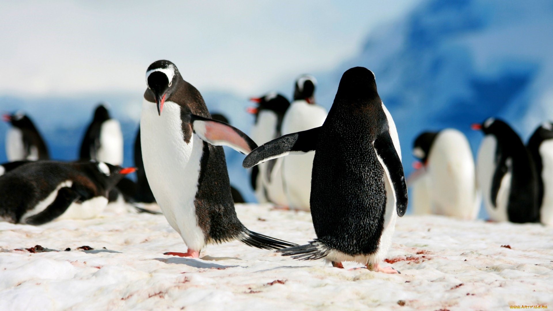 все виды пингвинов фото и название