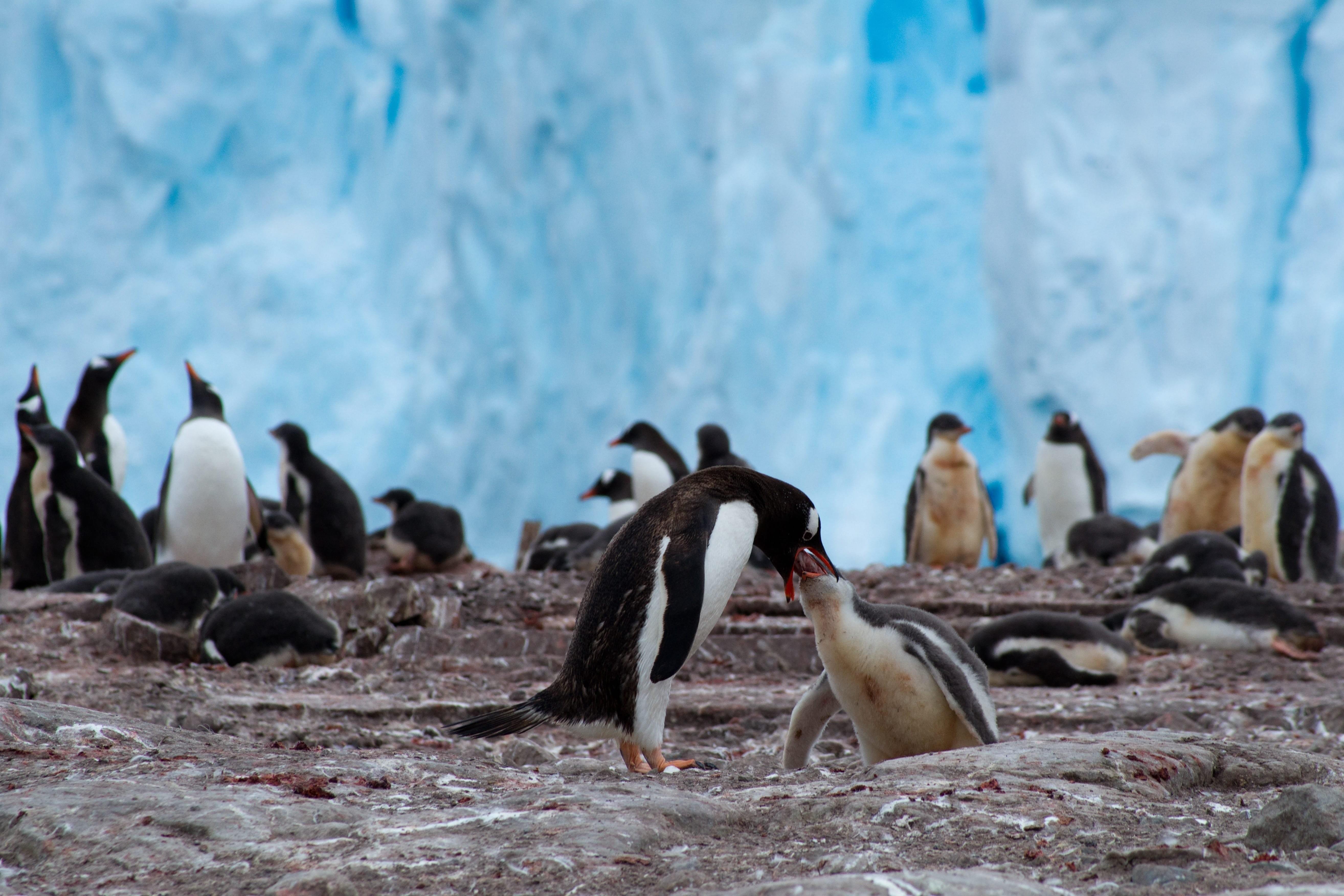 Среди пингвинов есть и драчуны найти глагол. Стая пингвинов. Кот среди пингвинов. Пингвин фото. Человек Пингвин.