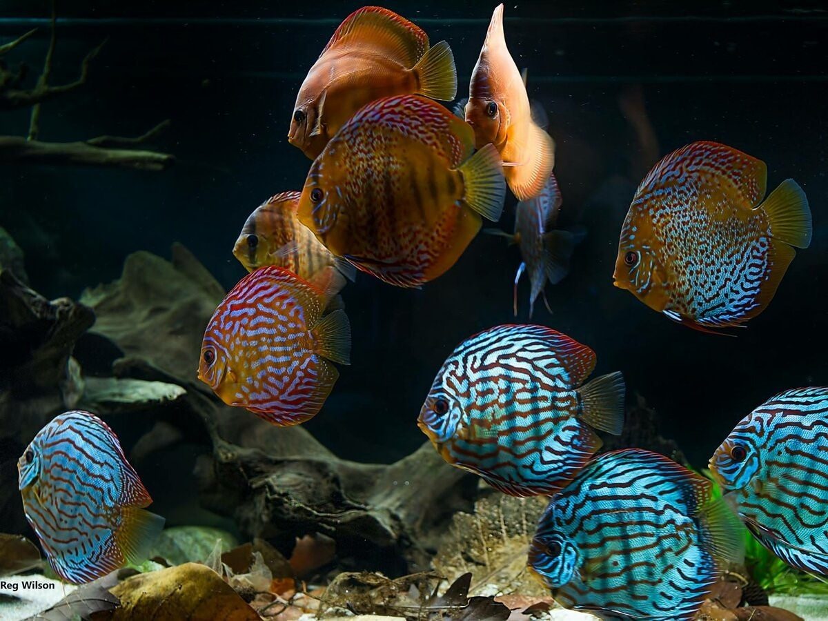 Рыбки для аквариума большие фото с названиями