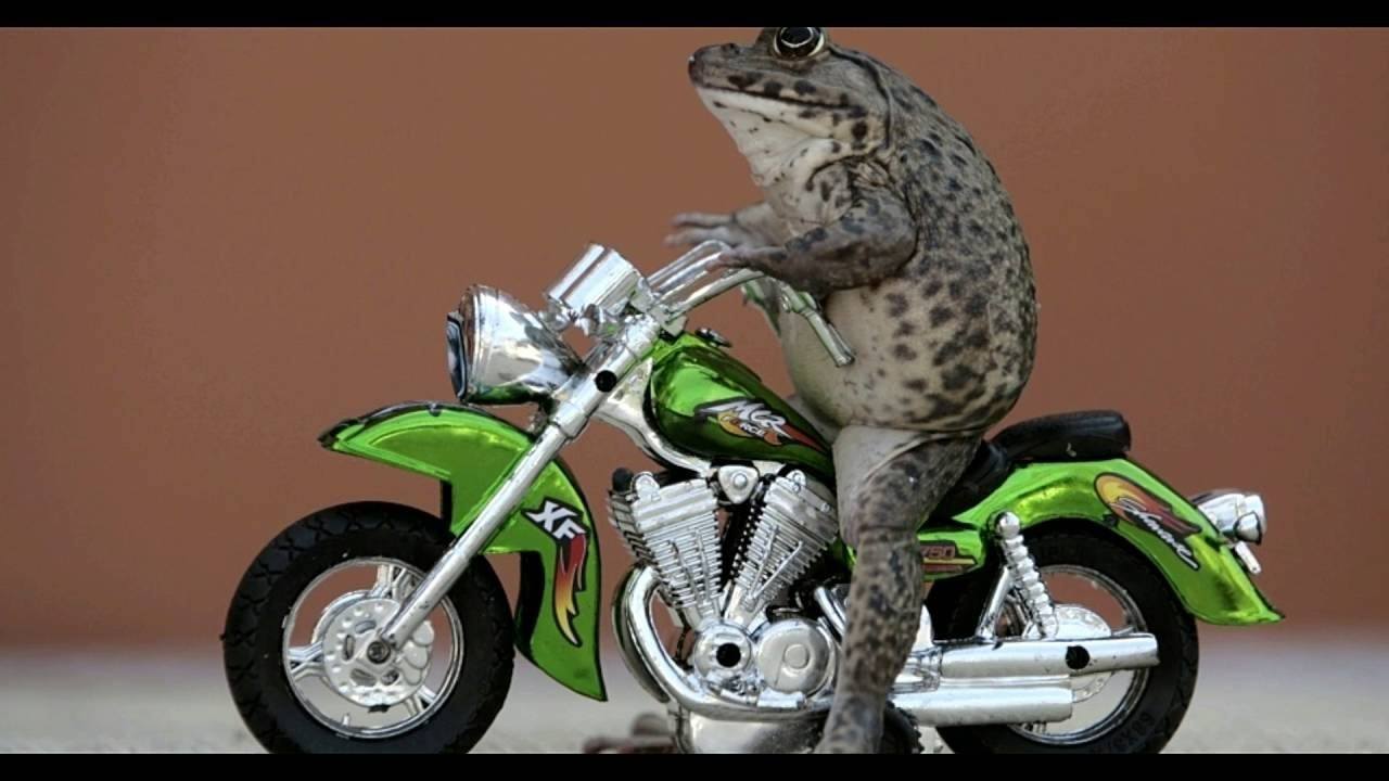 Лягушка на мотоцикле клип. Лягушка которая ездила на прозрачном мотоцикле. Как правильно зовут лягушонка который снимался на мотоцикле.