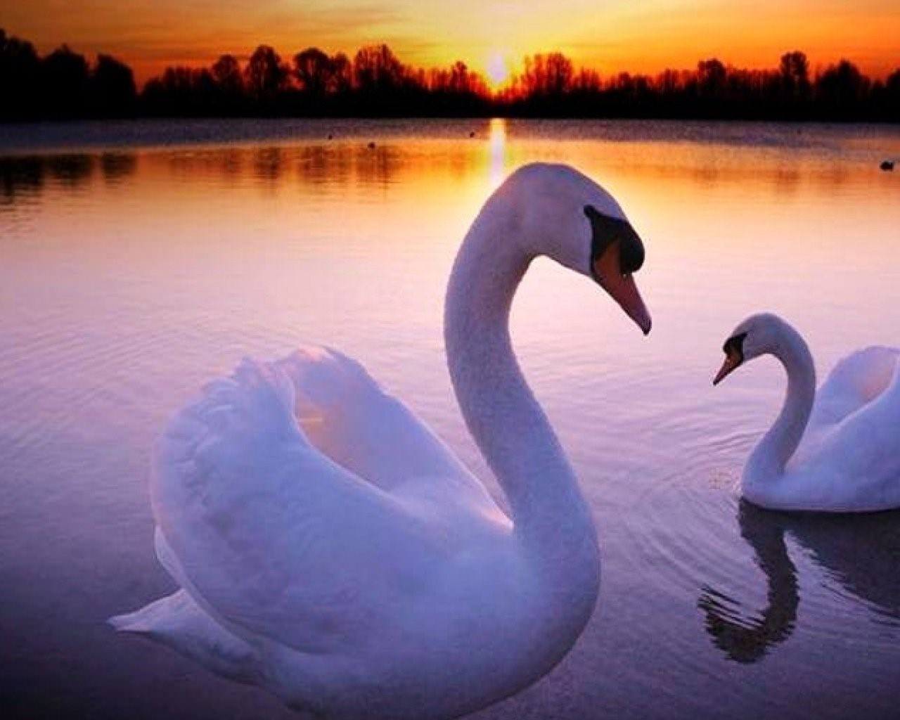 Лебедь символ любви. Красивые лебеди. Два лебедя. Пара лебедей. Лебеди символ любви и верности.
