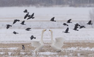 Грачи перелетные птицы