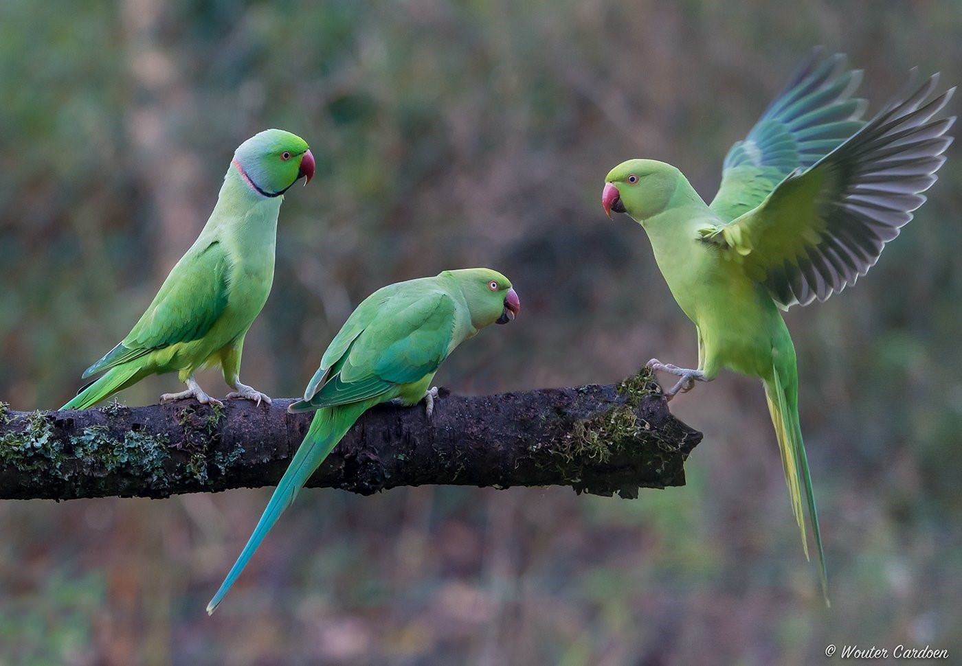 Зеленый Ожереловый Попугай