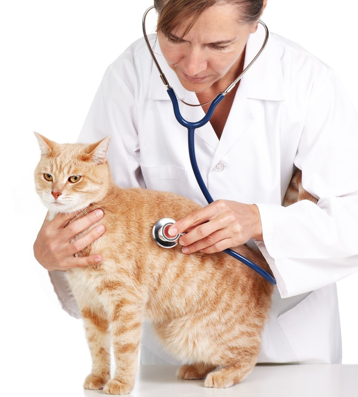 Ветеринарный врач россия. Ветеринар. Врач ветеринар. Кот медик. Ветеринар с кошкой.