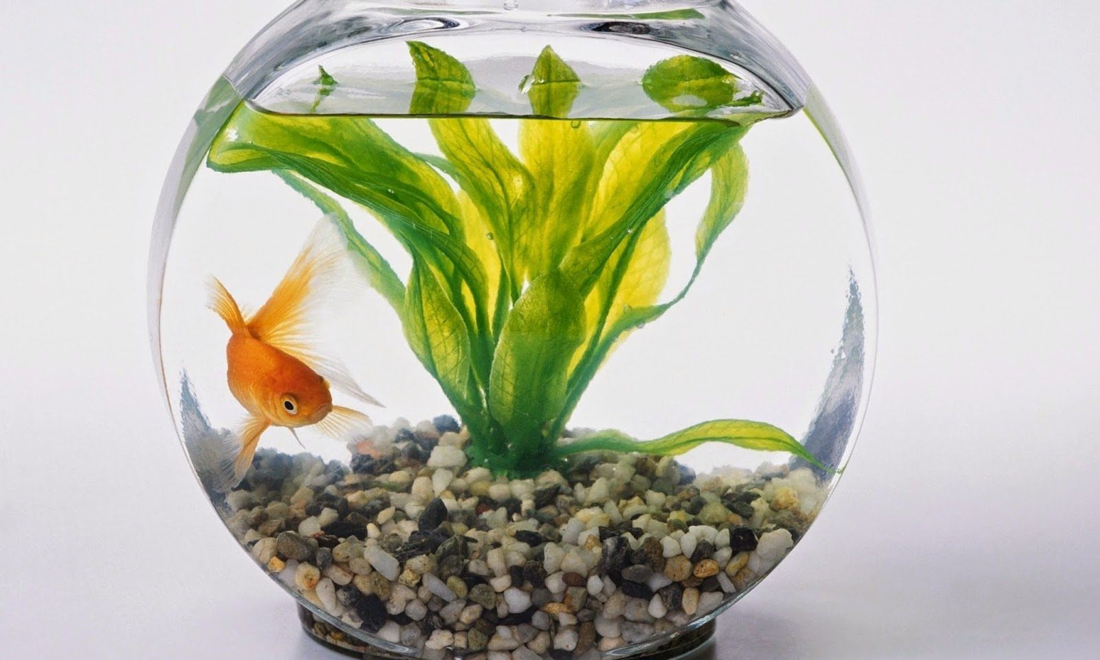 Фото рыбки золотой в круглом аквариуме