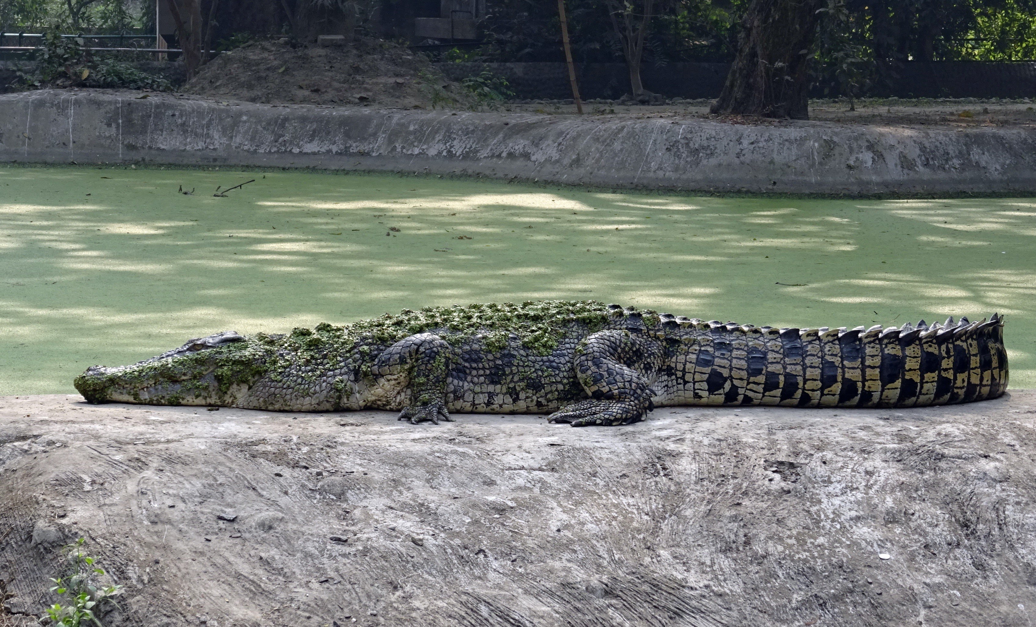 Длина крокодила. Австралийский гребнистый крокодил. Гребнистый крокодил и Аллигатор. Гребнистый крокодил самый большой. Нильский крокодил.