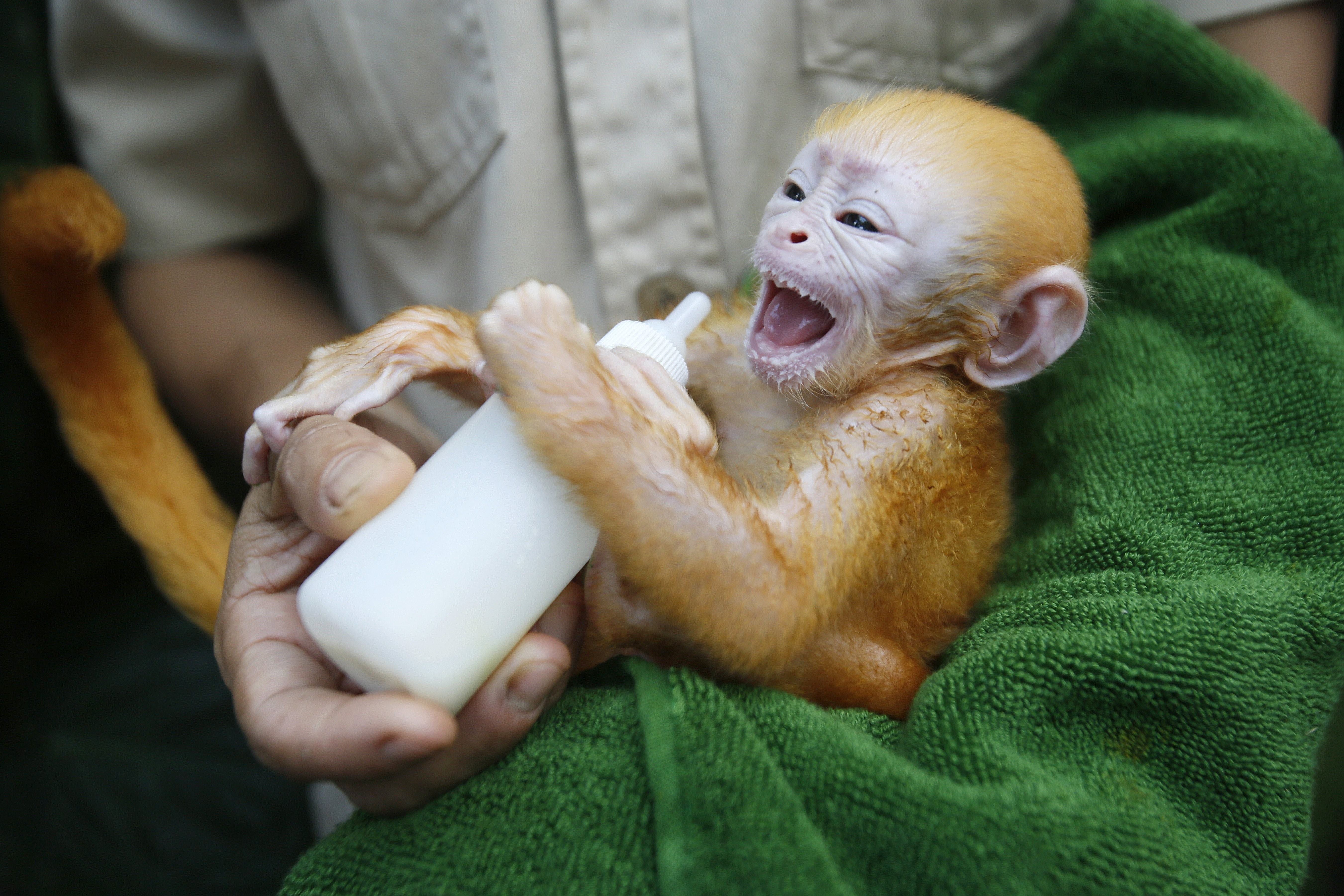 Детеныши обезьяны новорожденные