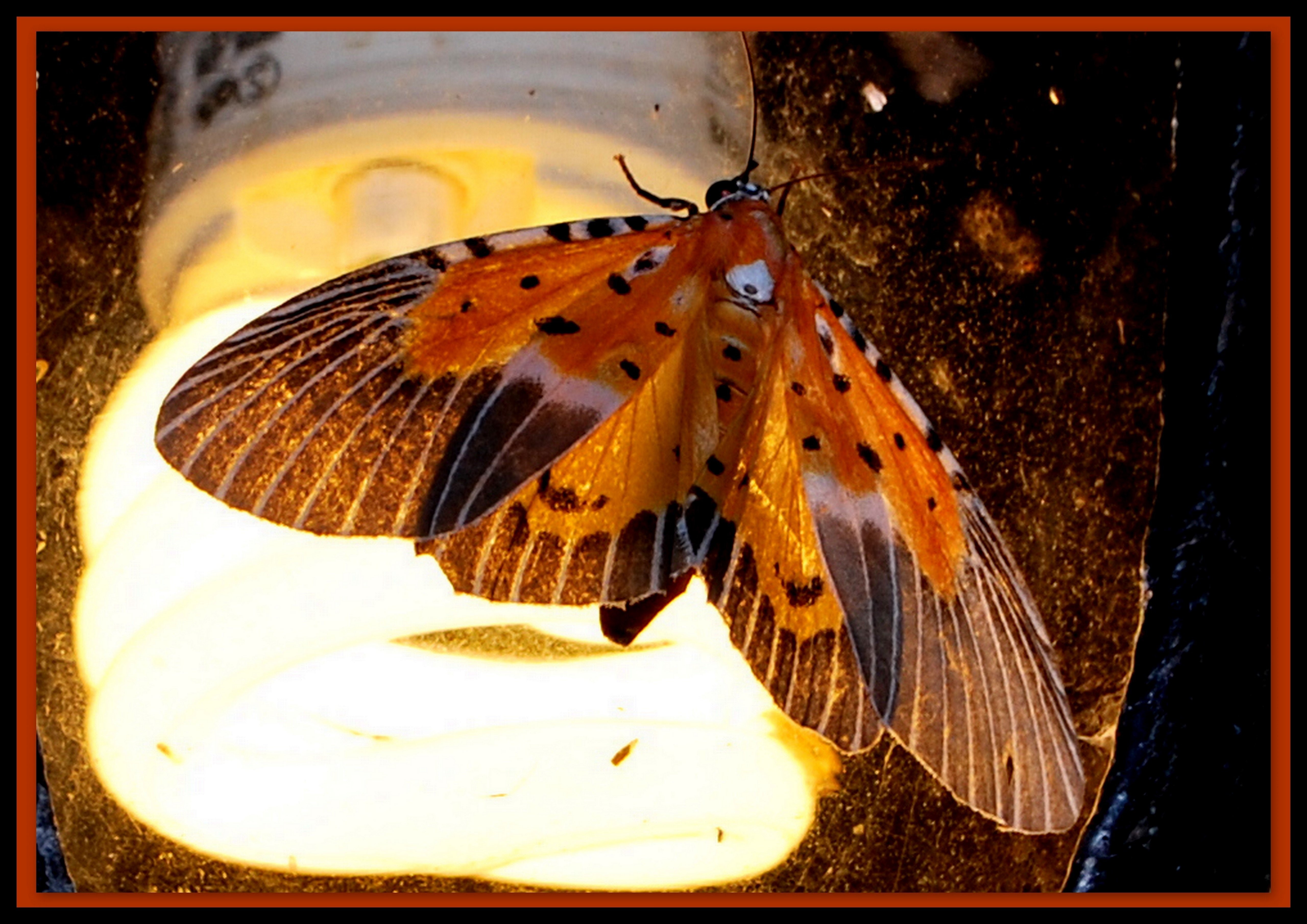 Мотылки. Ночная бабочка. Ночная бабочка мотылек. Ночные бабочки насекомые. Бабочки которые летают ночью.