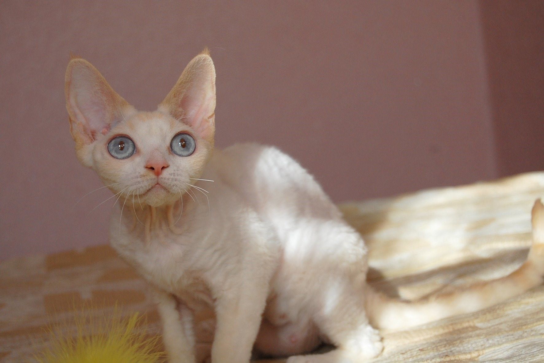 Порода кошек с короткой шерстью с фото