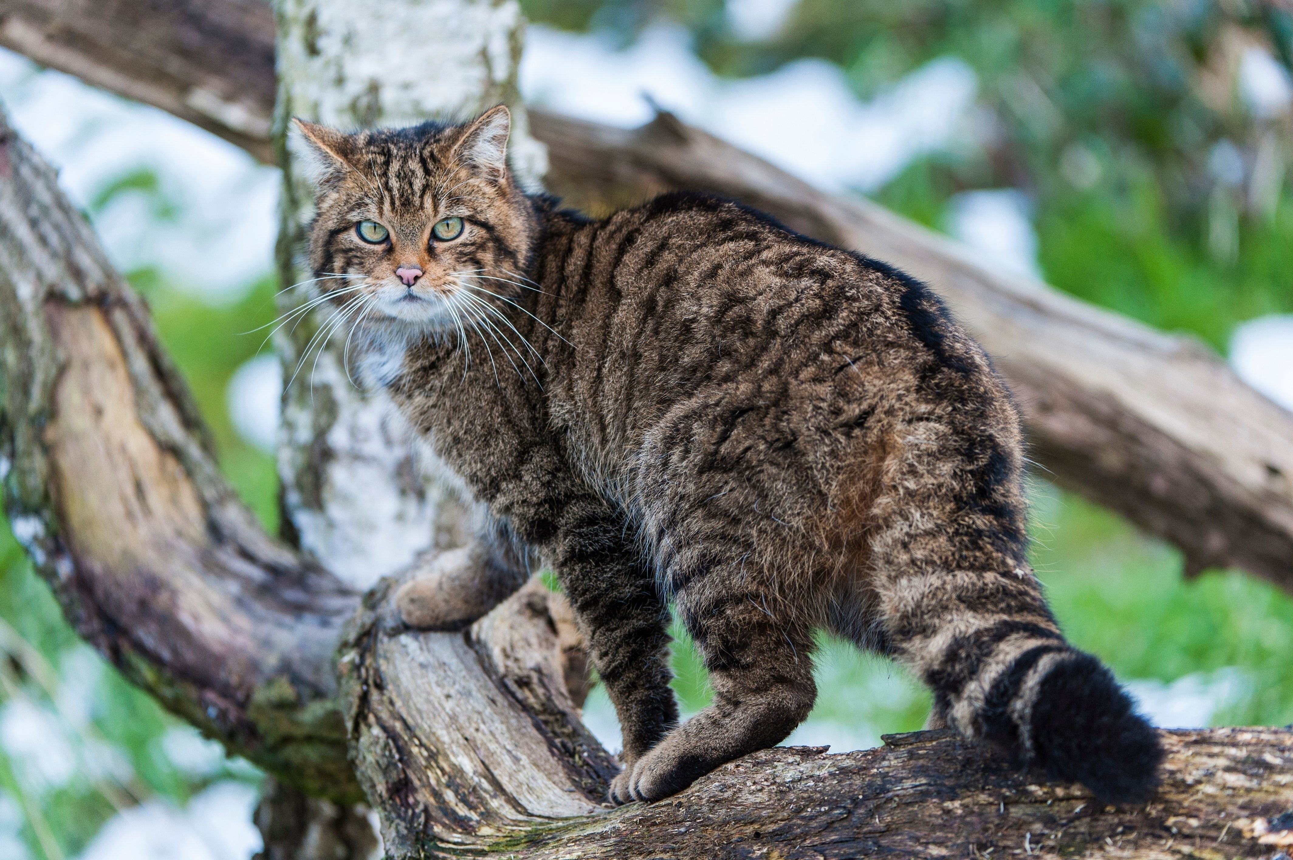 Фото амурского лесного кота