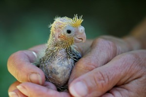 Попугай корелла птенец