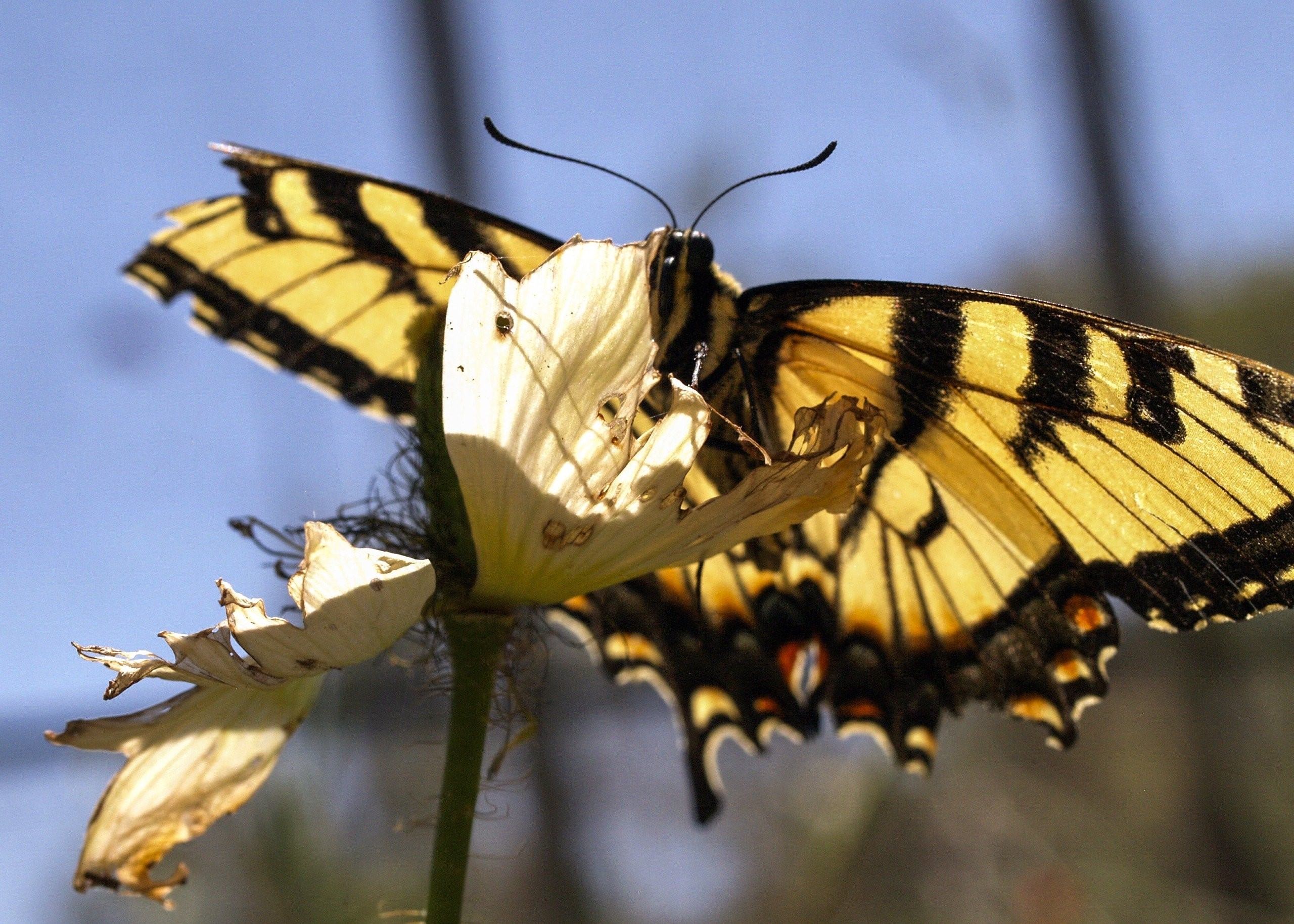 Бабочка с желтыми крыльями. Олимпиус Инферно бабочка. Желтые бабочки Монарх. Жёлтая бабочка. Бабочка желтая с черными пятнами.