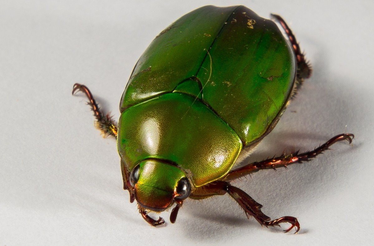 Зеленый блестящий жук название фото и описание