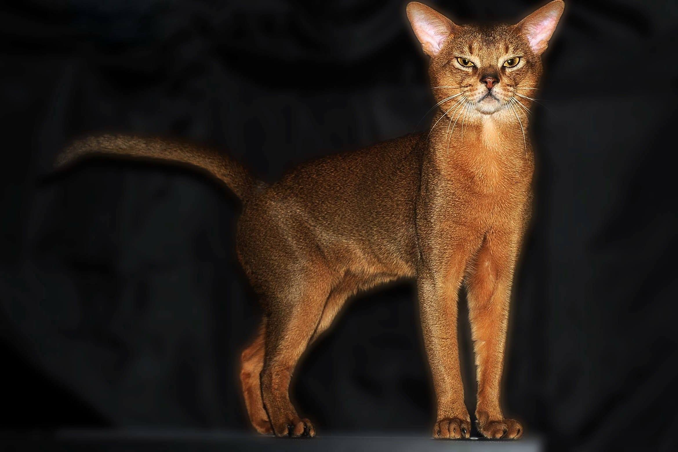 Порода кошек абиссинец фото