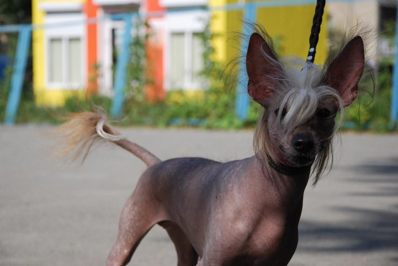 Собака без шерсти порода фото