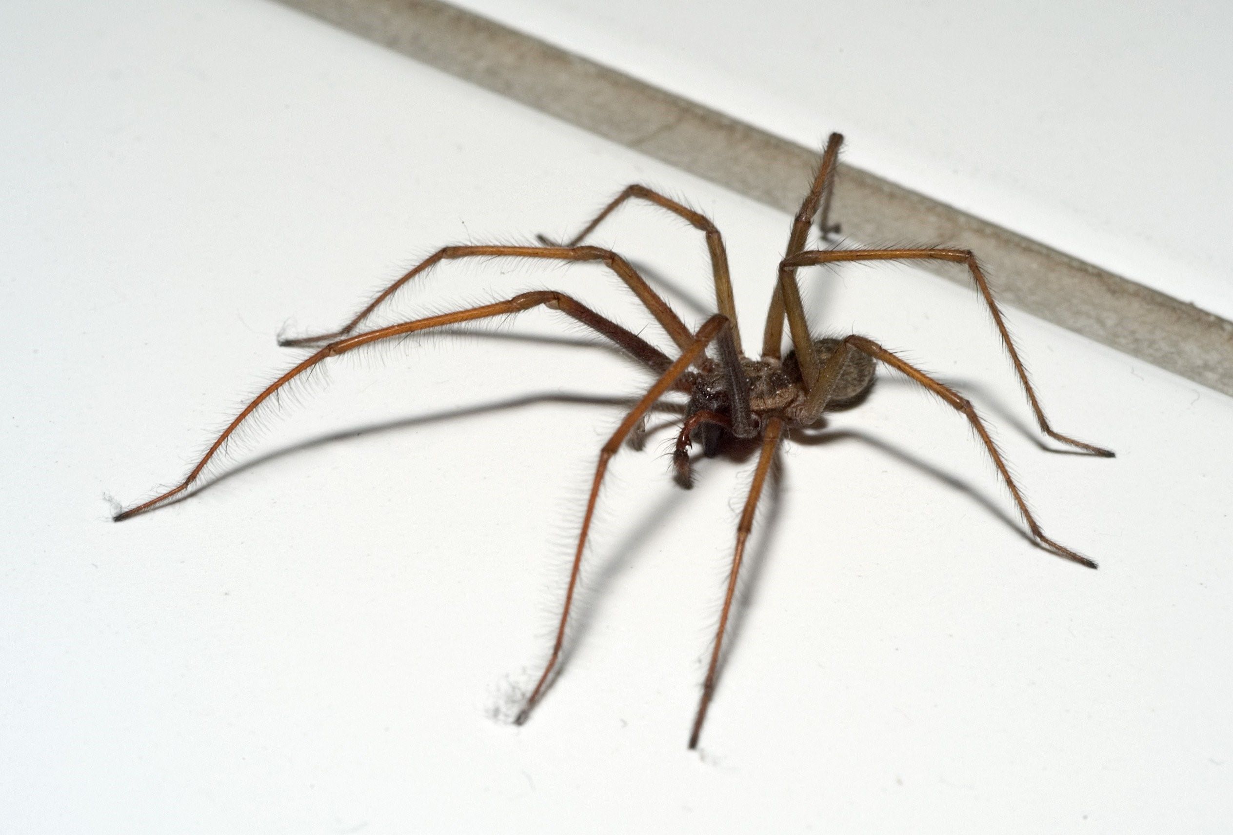Чердачный паук (Tegenaria atrica)