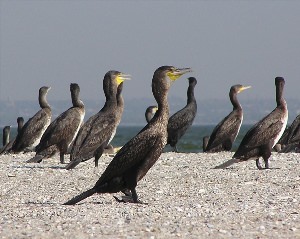 Бакланы птицы на Байкале