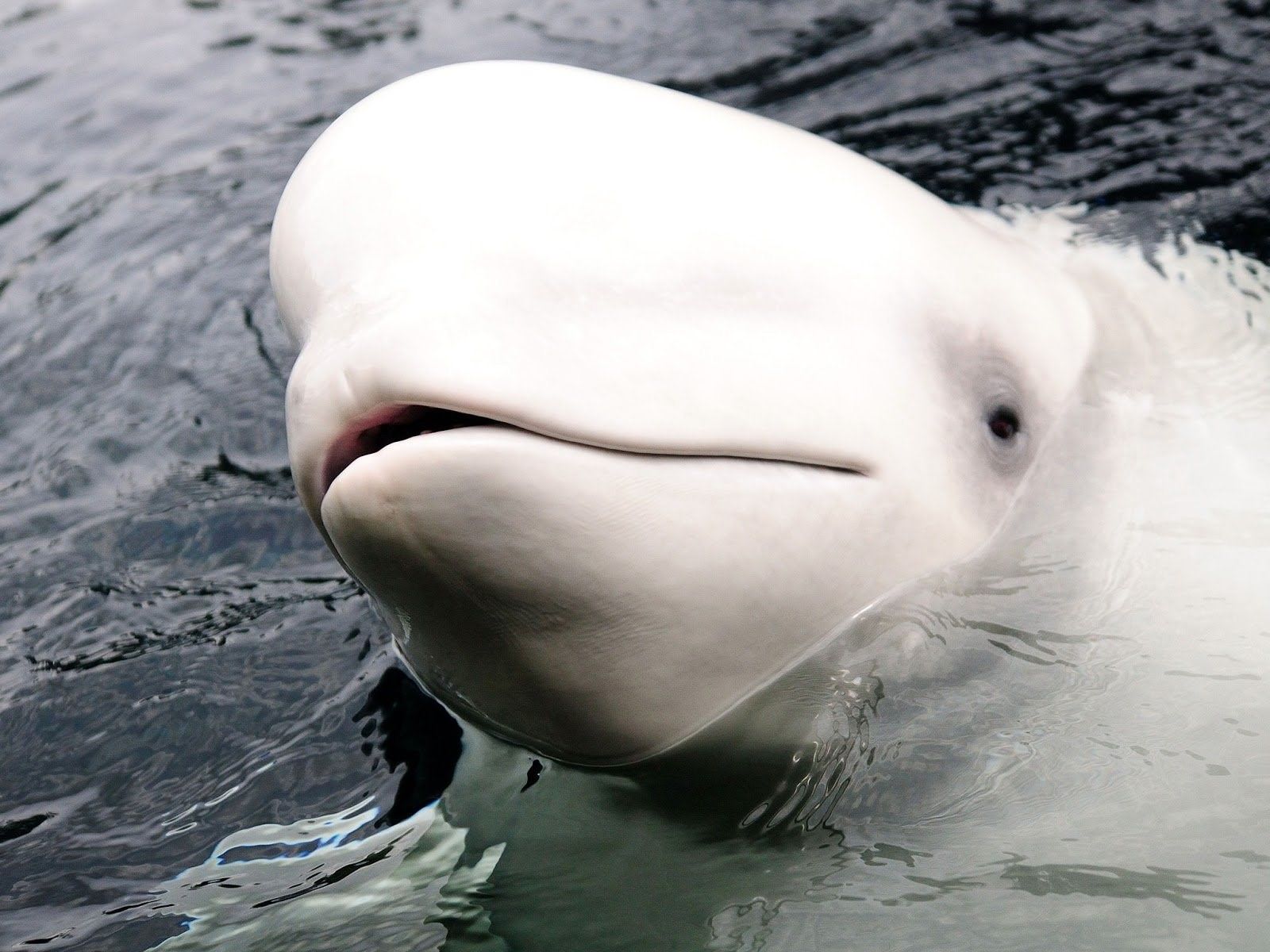 Белуга кот beluga фото