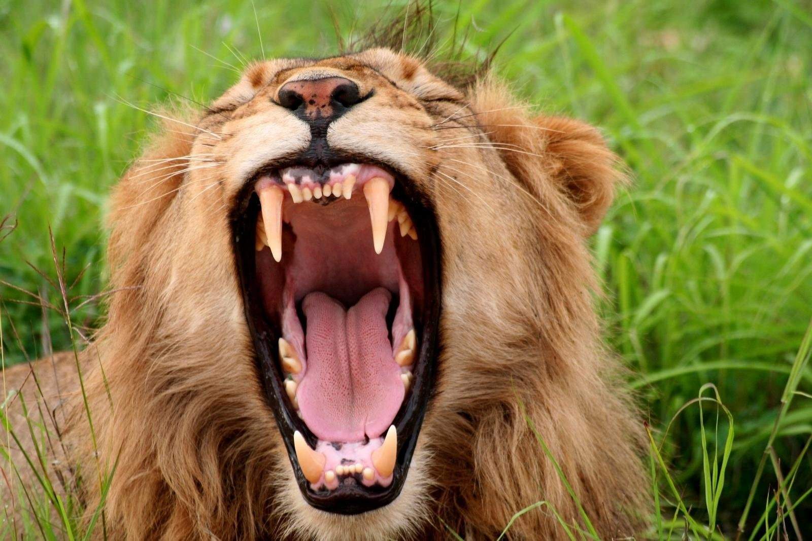 Слово пасть. Пасть Льва. Лев с открытой пастью. Зубы Льва. Лев Клыков.